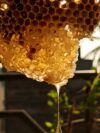 Mountain Wildflower Honey